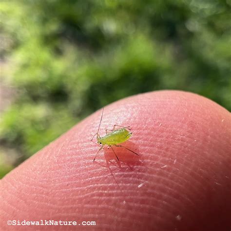What Eats Green Aphids at Nate Davidson blog