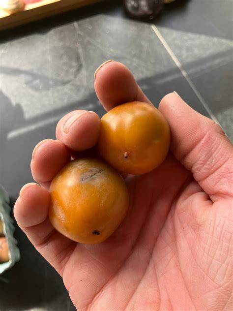 How dependable is American Persimmon in zone 5 - General Fruit Growing