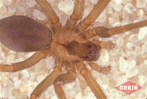 Brown Recluse Spider Life Cycle: Babies, Eggs, etc. | Orkin