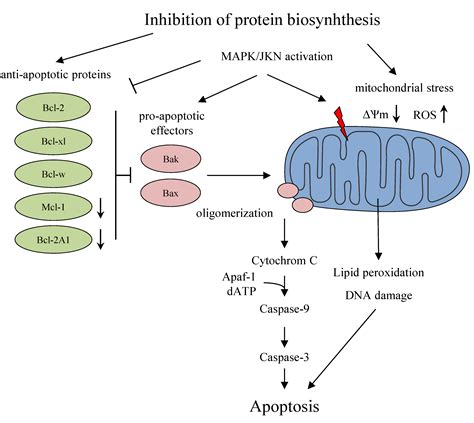 Targeted Toxins for the Treatment of Prostate Cancer