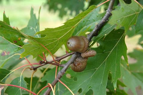 Quercus rubra (Northern Red Oak, Red Oak) | North Carolina Extension ...