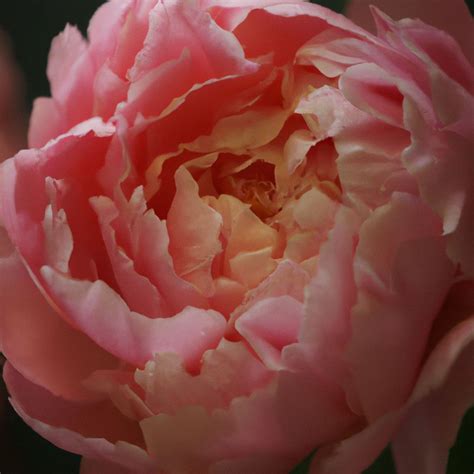 Kelway’s Glorious Peony: British Heritage Embodied in Blooms - The ...