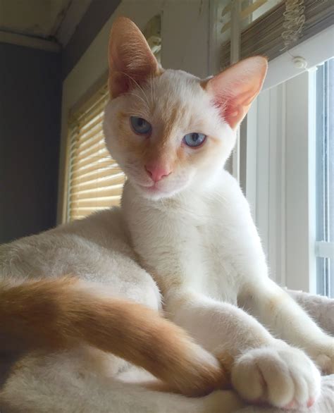 firetip siamese