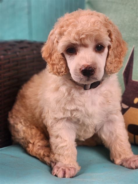 Available Litters – Virginia Poodles and Doodles