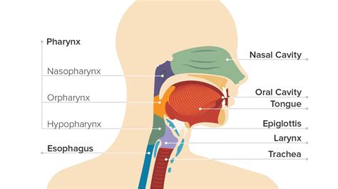 Throat Cancer: Symptoms, Causes, Treatment, and More
