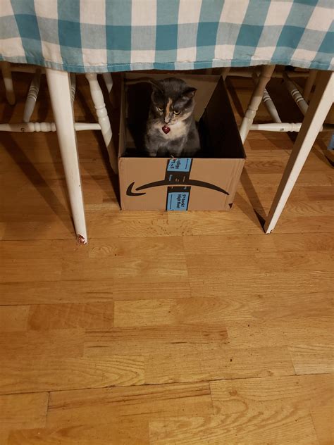 Immediate results with this trap. : r/TheCatTrapIsWorking