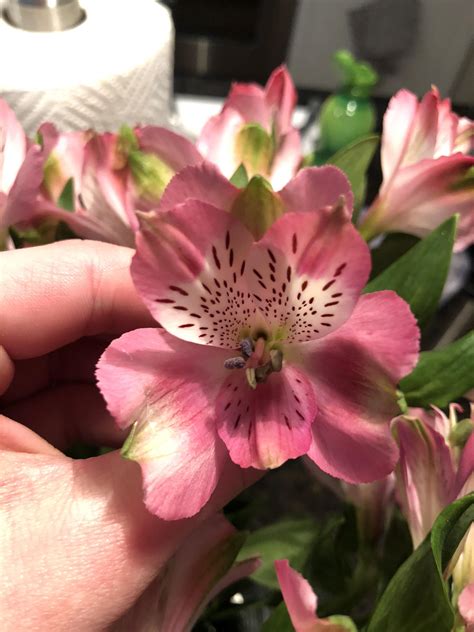 are peruvian lilies toxic to cats