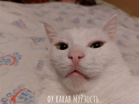 Кот Кузя Фото — Картинки