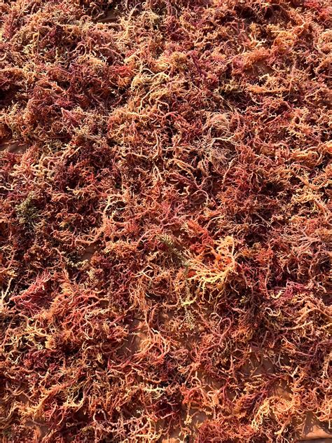 Wholesale Seamoss – Blue Vital USA (Tanzanian Seamoss)
