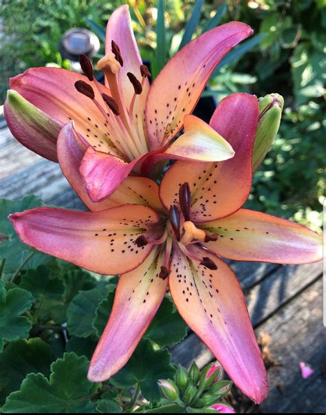 Royal Sunset Lily Flower Bulbs Purple-Pink &Peach will bloom this spri