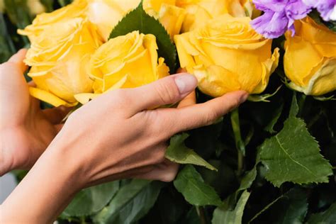 rose care   plant grow    thrive