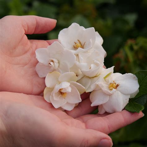 Gardenia | Steady as She Goes® | Proven Winners® Shrubs – Proven