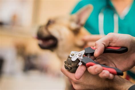 French Bulldog Grooming 101: Tips & Tricks (For Beginners)