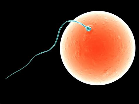 It's mostly mothers who pass on mitochondria