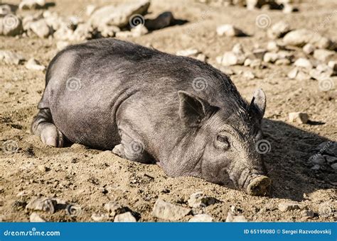 Sleeping Wild Boar stock photo. Image of wild, trunk - 65199080