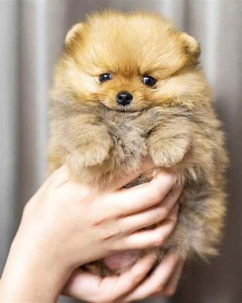 POMERANIAN PUPPIES FOR REAL - Updated October 2024 - 13 Photos ...