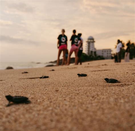 Sri Lanka Experience | Volunteer in Sri Lanka 2025