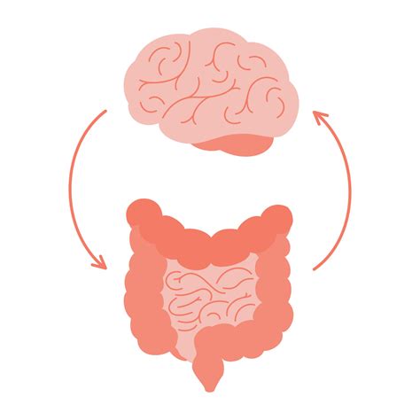 Healthy Gut Brain Connection at Brayden Hervey blog