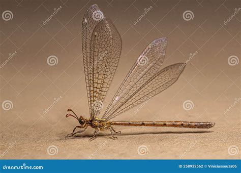 Adult Antlion Insect stock photo. Image of myrmeleon - 258932562