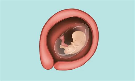 12 Weeks Pregnant: Baby Development, Symptoms Signs Week By, 51% OFF