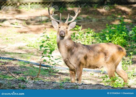 Eld s deer stock photo. Image of cheetal, tropical, mammal - 51954264