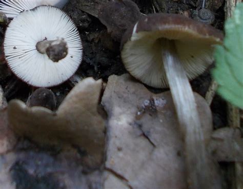 Плютей грязноножковый (Pluteus podospileus) фото и описание
