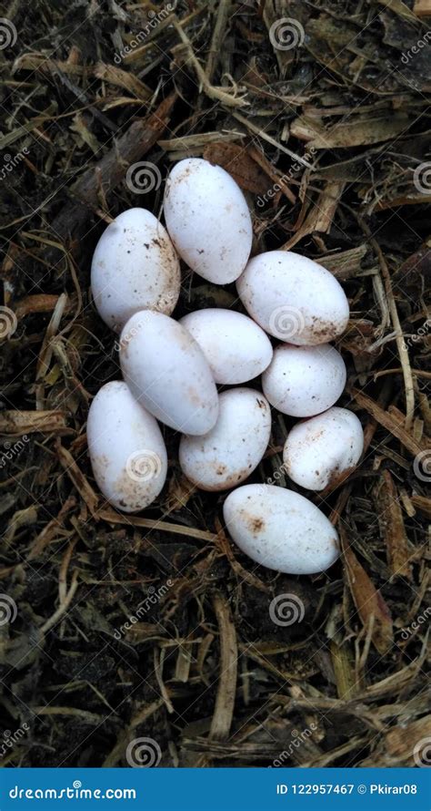 eggs  lizard stock image image  lizard shoot collected
