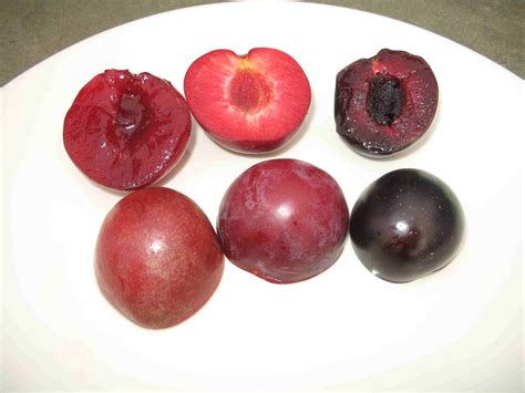 Elephant Heart- Queen of J. plums - General Fruit Growing - Growing Fruit