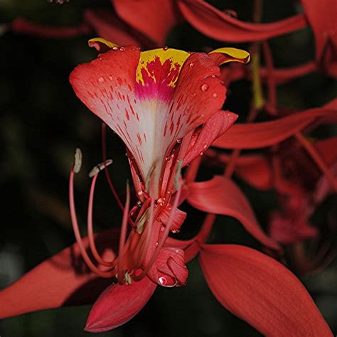 1000+ images about Rarest flowers in the world on Pinterest