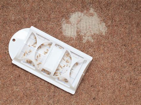 Signs Of Moths In Carpets | Identification Guide | Control Methods!