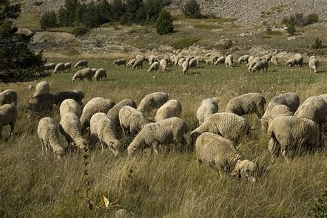 File:F, Hautes Alpes, Noyer, Col du Noyer 8, Saxifraga-Jan van der ...