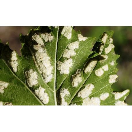 Паутинный клещ | описание, фотографии, способы борьбы с вредителем.