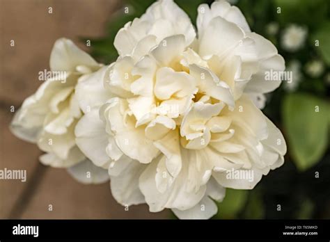 Tulip Mount Tacoma Stock Photo - Alamy
