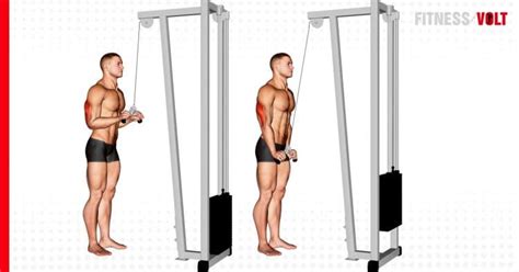 The Cable Triceps Pushdown Exercise Guide & Videos – Fitness Volt