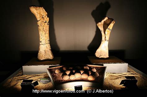 PHOTOS OF DINOSAUR FOSSIL - SKULLS AND BONES. UNIVERSAL EXHIBITION ...