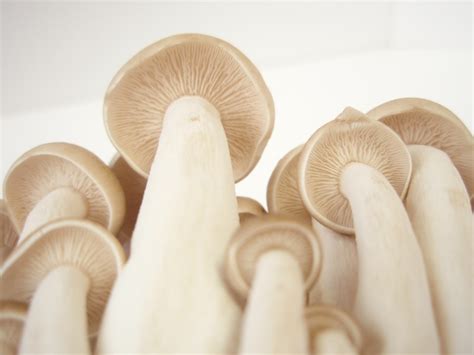 beech mushroom hypsizygus marmoreus