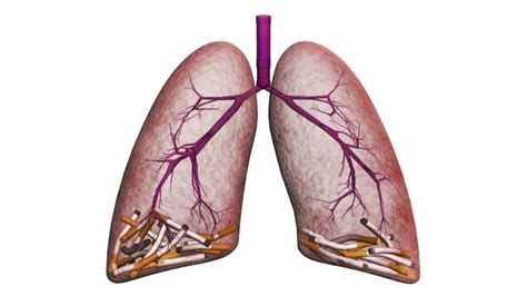 how long does it take for lungs to heal