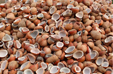 supreme oil industries coconut oil copra exporter
