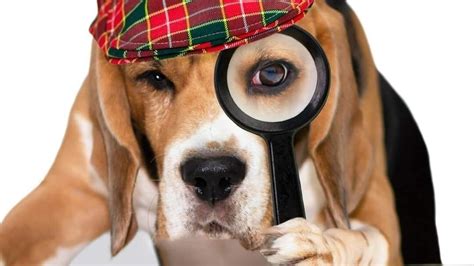 Petition · Demand Purina to Recall Their Pet Food - United States ...