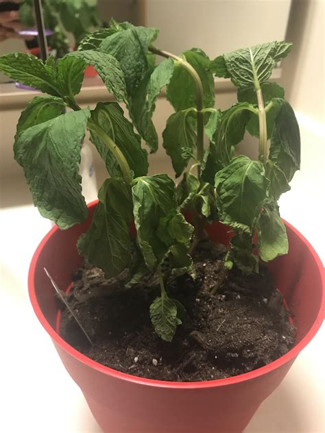 Was gifted a sweet mint plant a day ago that is wilting. Any tips for a