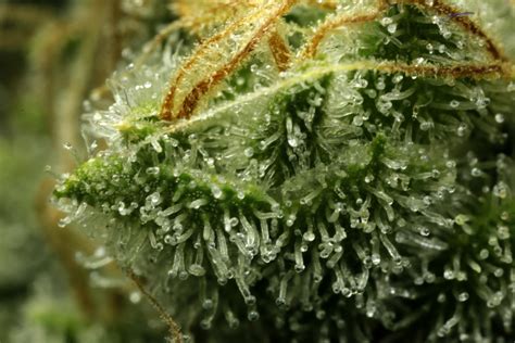 Что такое трихомы - RuMarijuana