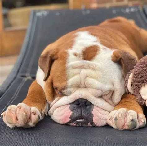 15 Funny Pictures Of Sleeping English Bulldogs - ilovedogscute.com