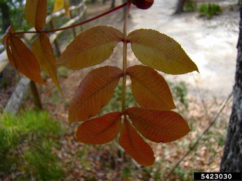 Arkansas Extension State Office Tree Database - Pignut Hickory
