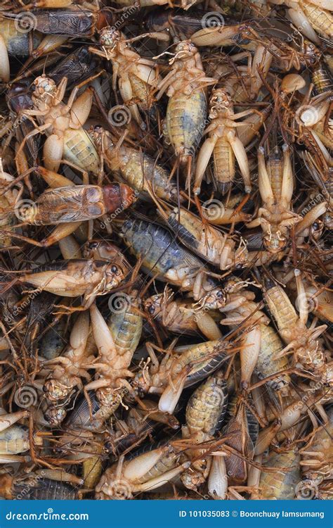 dead cricket gryllus tropical insects  abstract stock image image