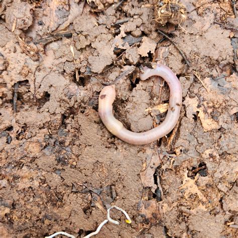 New - The Hidden Invaders Beneath Our Feet: Earthworms in NJ 🪱 Did you