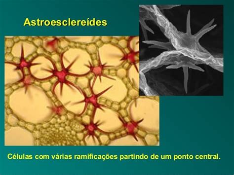 8 esclerenquima