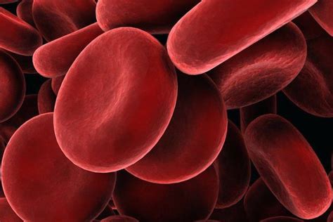 Вчені знайшли нове джерело клітин крові в організмі людини