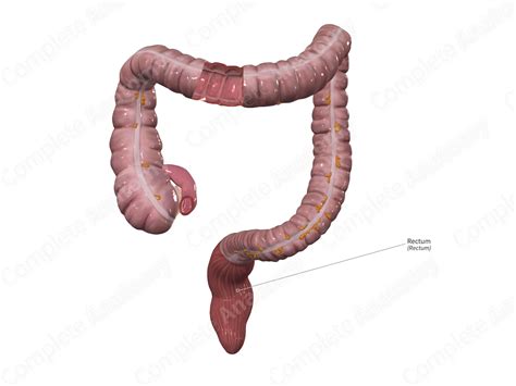 rectum complete anatomy