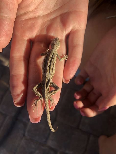 Found this lizard in Las Vegas, how do I help? : reptiles