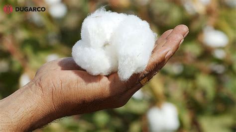 organic cotton  regular cotton